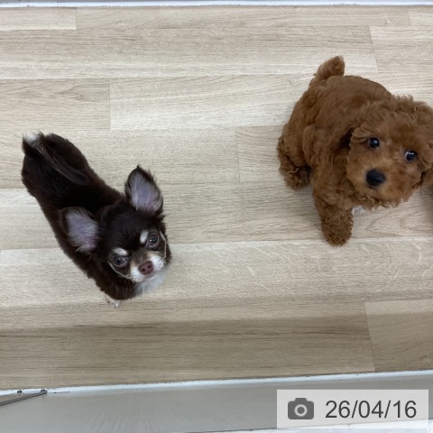 神奈川県のチワワ(ロング) (ペットプラス アミーゴ藤沢店/2026年1月15日生まれ/男の子/チョコレートタンホワイト)の子犬の3枚目の画像