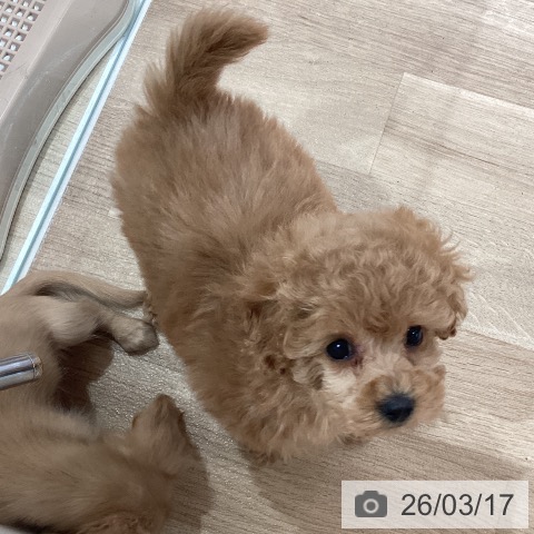神奈川県のトイプードル(トイ) (ペットプラス ゆめが丘ソラトス店/2026年1月8日生まれ/女の子/アプリコット)の子犬の4枚目の画像