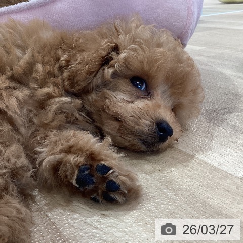 神奈川県のトイプードル(トイ) (ペットプラス ゆめが丘ソラトス店/2026年1月8日生まれ/女の子/アプリコット)の子犬の3枚目の画像