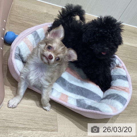 宮城県のチワワ(ロング) (ペットプラス 仙台泉大沢店/2026年1月15日生まれ/女の子/チョコレートフォーンホワイト)の子犬の4枚目の画像