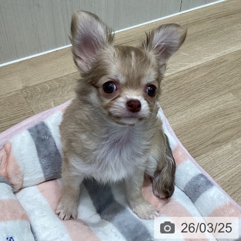 宮城県のチワワ(ロング) (ペットプラス 仙台泉大沢店/2026年1月15日生まれ/女の子/チョコレートフォーンホワイト)の子犬の3枚目の画像