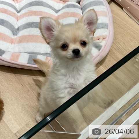 東京都のチワワ(ロング) (ペットプラス 立川高島屋S.C.店/2026年1月12日生まれ/男の子/クリーム)の子犬の4枚目の画像
