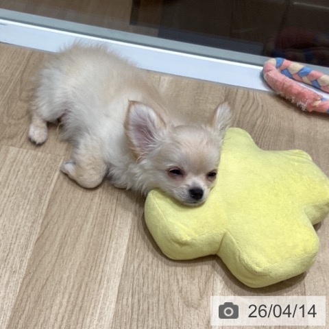 東京都のチワワ(ロング) (ペットプラス 立川高島屋S.C.店/2026年1月12日生まれ/男の子/クリーム)の子犬の4枚目の画像