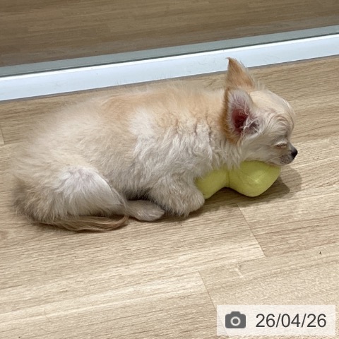 埼玉県のチワワ(ロング) (ペットプラス 所沢店/2026年1月12日生まれ/男の子/クリーム)の子犬の4枚目の画像