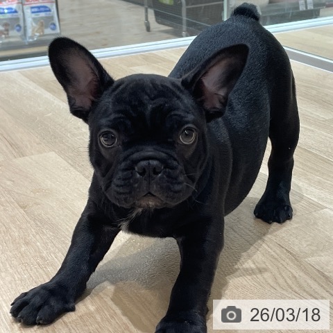 埼玉県のフレンチブルドッグ (ペットプラス ららぽーと富士見店/2026年1月6日生まれ/男の子/ブリンドル)の子犬の3枚目の画像