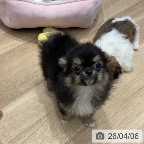 群馬県のチワワ(ロング) (ペットプラス イオンモール太田店/2026年1月15日生まれ/男の子/ブラックタンホワイト)の子犬の3枚目の画像