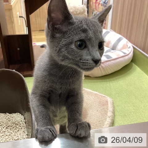 埼玉県のロシアンブルー (ペットプラス 八潮店/2026年1月15日生まれ/男の子/ブルー)の子猫の3枚目の画像