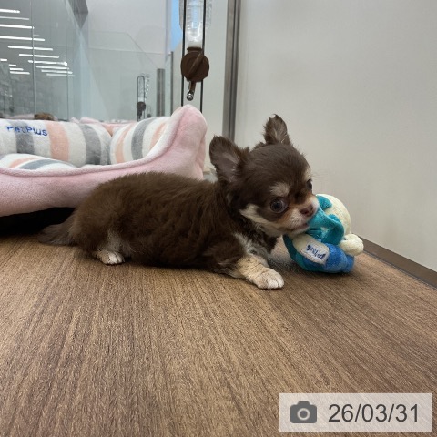 千葉県のチワワ(ロング) (ペッツワン 千葉ニュータウン店/2026年1月13日生まれ/男の子/チョコレートタン)の子犬の4枚目の画像