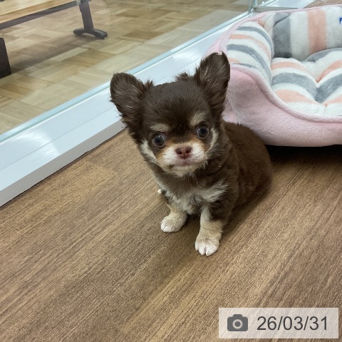 千葉県のチワワ(ロング) (ペッツワン 千葉ニュータウン店/2026年1月13日生まれ/男の子/チョコレートタン)の子犬の3枚目の画像