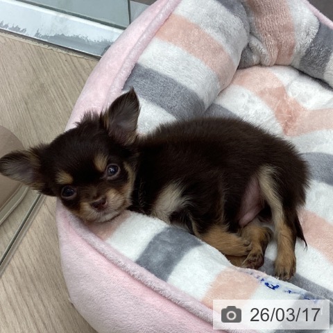 埼玉県のチワワ(ロング) (ペットプラス 川口店/2026年1月12日生まれ/男の子/チョコレートタン)の子犬の3枚目の画像