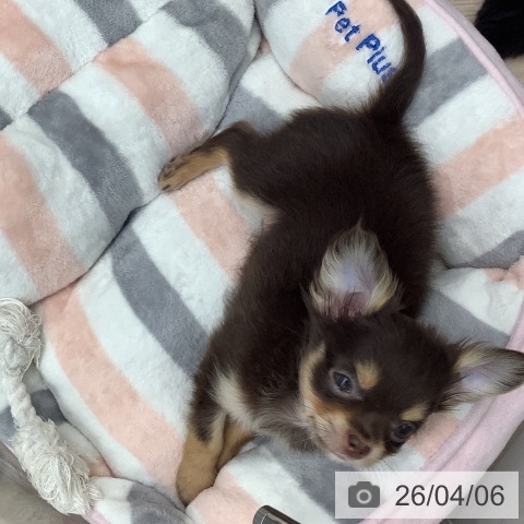 埼玉県のチワワ(ロング) (ペットプラス 川口店/2026年1月12日生まれ/男の子/チョコレートタン)の子犬の3枚目の画像
