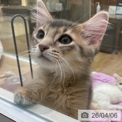 埼玉県のソマリ (ペットプラス ららぽーと新三郷店/2026年1月14日生まれ/男の子/ブルー)の子猫の4枚目の画像