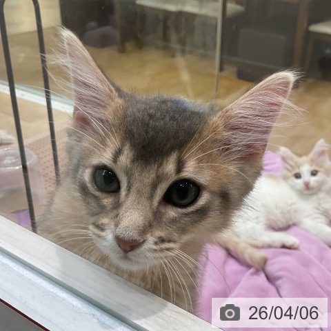 埼玉県のソマリ (ペットプラス ららぽーと新三郷店/2026年1月14日生まれ/男の子/ブルー)の子猫の3枚目の画像