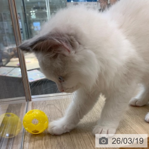 東京都のラグドール (ペットプラス アクアシティお台場店/2026年1月13日生まれ/男の子/ブルーポイントバイカラー)の子猫の4枚目の画像