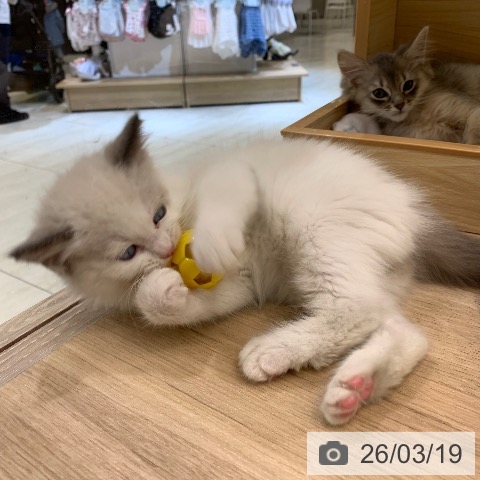 東京都のラグドール (ペットプラス アクアシティお台場店/2026年1月13日生まれ/男の子/ブルーポイントバイカラー)の子猫の3枚目の画像