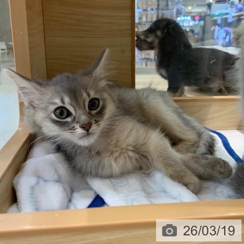 東京都のソマリ (ペットプラス アクアシティお台場店/2026年1月1日生まれ/男の子/ブルー)の子猫の3枚目の画像