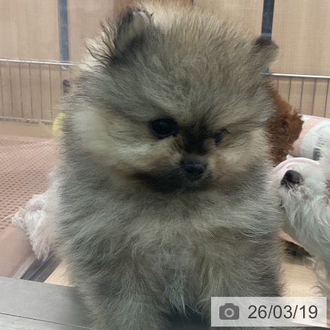 ポメラニアンの写真