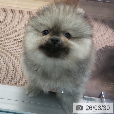 東京都のポメラニアン (ペッツワン 南砂町SUNAMO店/2026年1月14日生まれ/男の子/オレンジ)の子犬の3枚目の画像