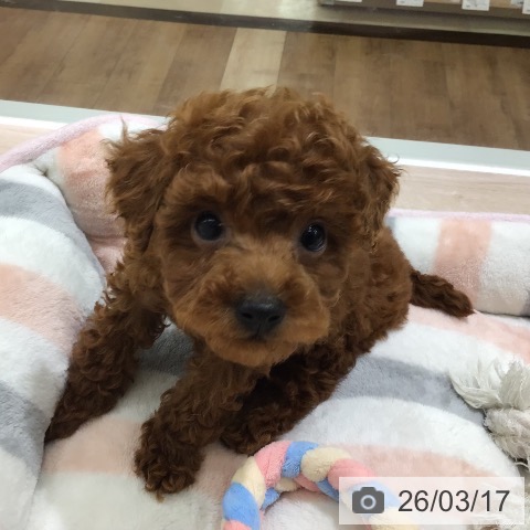 トイ・プードルの写真