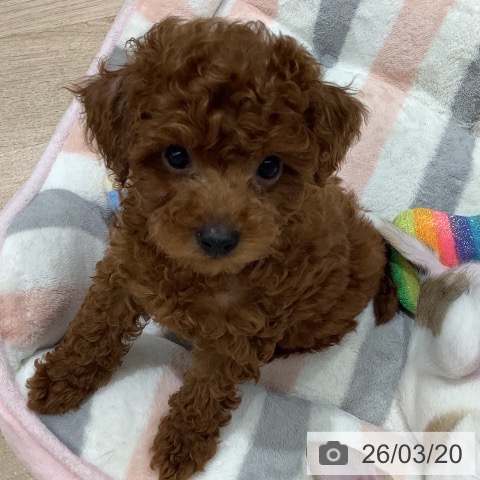 長野県のトイプードル(トイ) (ペットプラス 長野店/2026年1月12日生まれ/女の子/レッド)の子犬の3枚目の画像