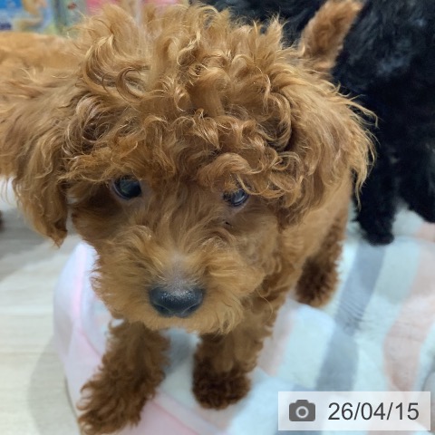 長野県のトイプードル(トイ) (ペットプラス 長野店/2026年1月12日生まれ/女の子/レッド)の子犬の3枚目の画像