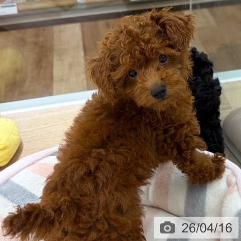 長野県のトイプードル(トイ) (ペットプラス 長野店/2026年1月12日生まれ/女の子/レッド)の子犬の4枚目の画像