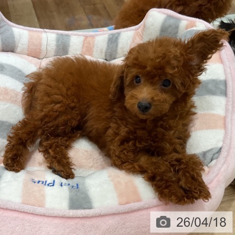 長野県のトイプードル(トイ) (ペットプラス 長野店/2026年1月12日生まれ/女の子/レッド)の子犬の3枚目の画像