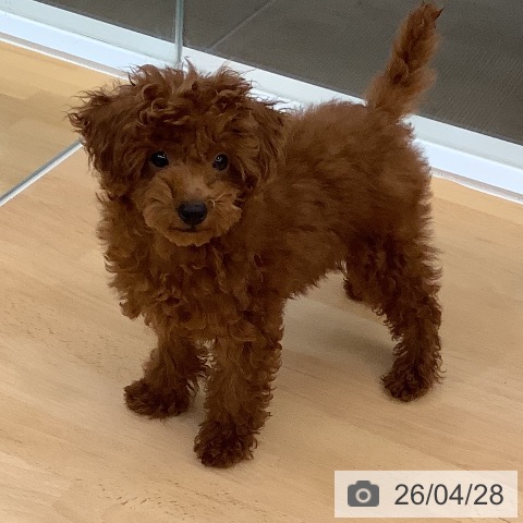 長野県のトイプードル(トイ) (ペットプラス 松本店/2026年1月12日生まれ/女の子/レッド)の子犬の4枚目の画像