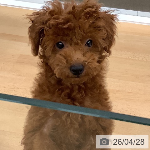 長野県のトイプードル(トイ) (ペットプラス 松本店/2026年1月12日生まれ/女の子/レッド)の子犬の3枚目の画像