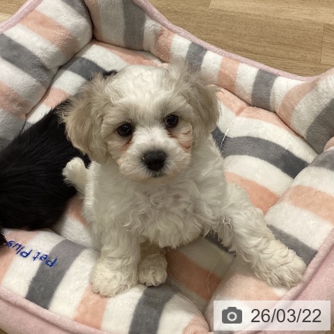 東京都のビションフリーゼ (ペットプラス MARK IS 葛飾かなまち店/2026年1月15日生まれ/女の子/ホワイト)の子犬の4枚目の画像