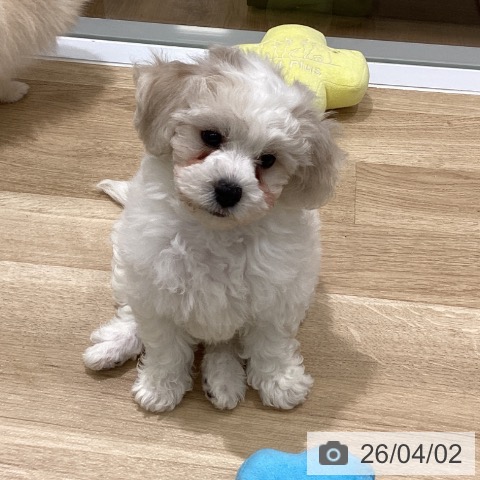 東京都のビションフリーゼ (ペットプラス MARK IS 葛飾かなまち店/2026年1月15日生まれ/女の子/ホワイト)の子犬の3枚目の画像