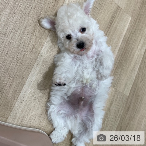 埼玉県のトイプードル(トイ) (ペットプラス ららぽーと富士見店/2026年1月15日生まれ/男の子/ホワイト)の子犬の3枚目の画像