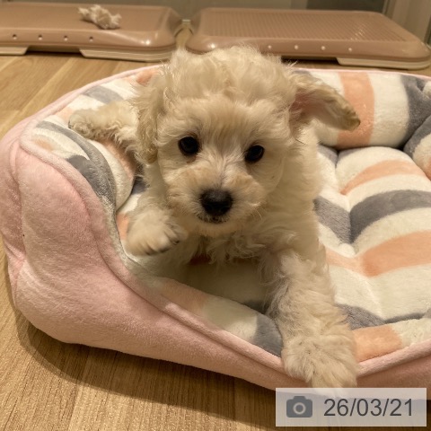 長野県のトイプードル(トイ) (ペットプラス 須坂店/2026年1月15日生まれ/男の子/ホワイト)の子犬の4枚目の画像