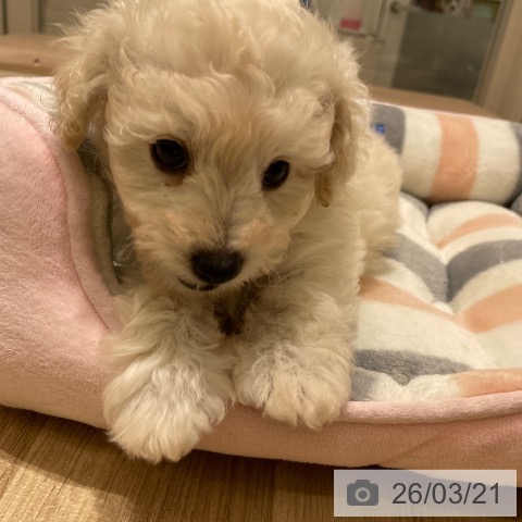 長野県のトイプードル(トイ) (ペットプラス 須坂店/2026年1月15日生まれ/男の子/ホワイト)の子犬の3枚目の画像