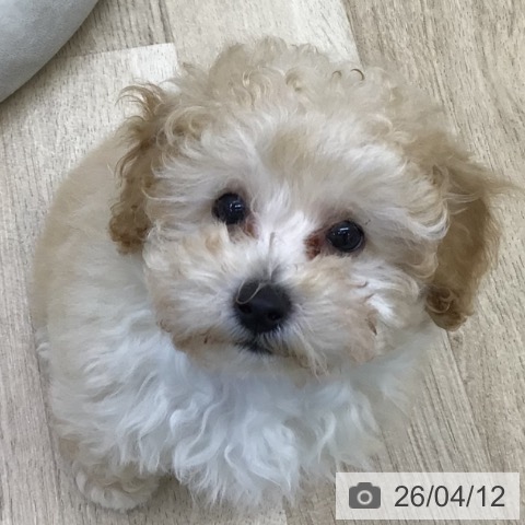 福島県のトイプードル(トイ) (ペットプラス イオンタウン郡山店/2026年1月15日生まれ/男の子/アプリコット)の子犬の4枚目の画像