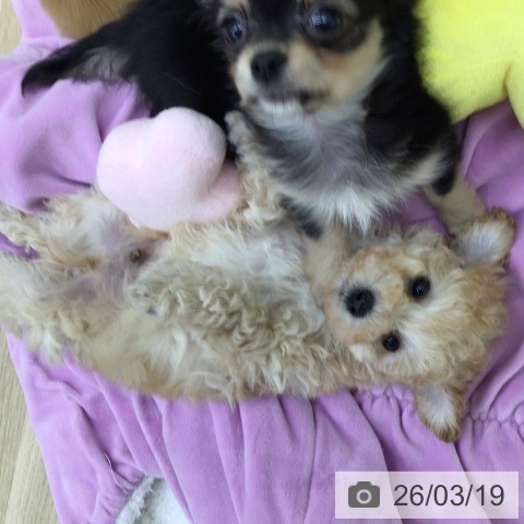 福島県のトイプードル(トイ) (ペットプラス 福島店/2026年1月15日生まれ/男の子/アプリコット)の子犬の4枚目の画像