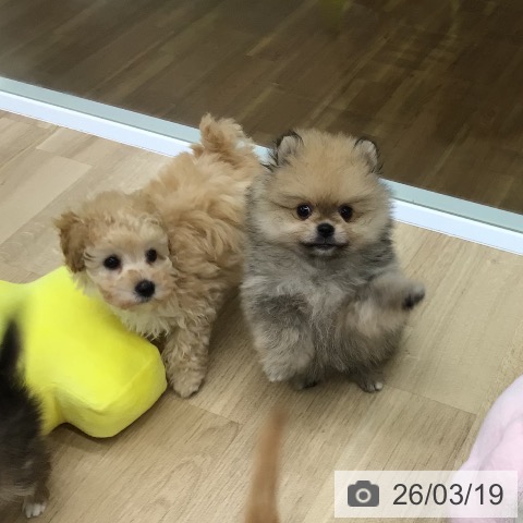 福島県のトイプードル(トイ) (ペットプラス 福島店/2026年1月15日生まれ/男の子/アプリコット)の子犬の3枚目の画像