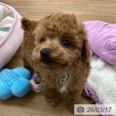 トイ・プードルの写真