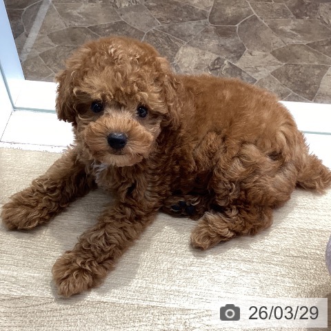 神奈川県のトイプードル(トイ) (ペットプラス 座間店/2026年1月15日生まれ/男の子/レッド)の子犬の4枚目の画像