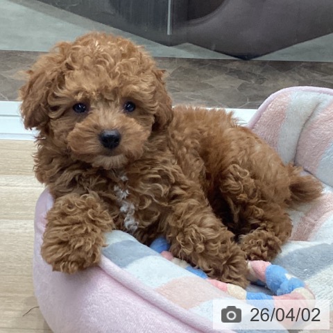 神奈川県のトイプードル(トイ) (ペットプラス 座間店/2026年1月15日生まれ/男の子/レッド)の子犬の4枚目の画像