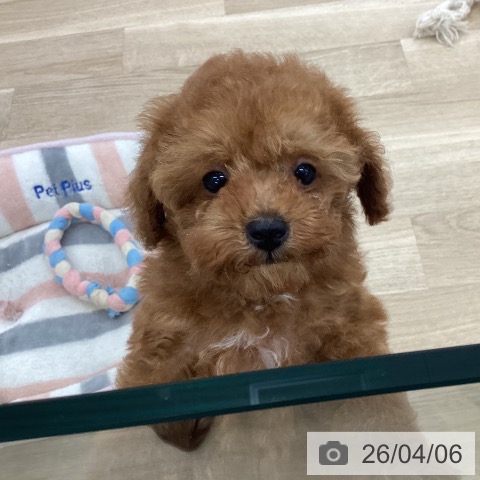 山梨県のトイプードル(トイ) (ペットプラス 甲府国母店/2026年1月15日生まれ/女の子/レッド)の子犬の4枚目の画像