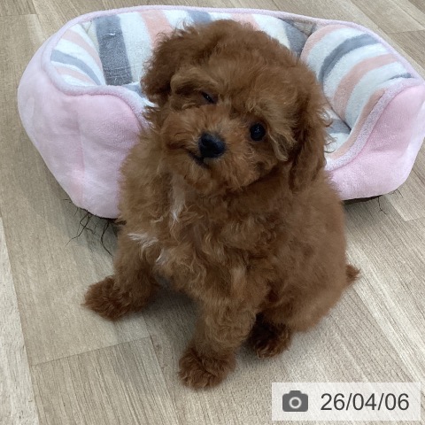 山梨県のトイプードル(トイ) (ペットプラス 甲府国母店/2026年1月15日生まれ/女の子/レッド)の子犬の3枚目の画像