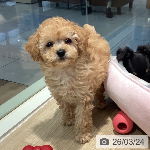 東京都のトイプードル(トイ) (ペットプラス 東久留米店/2026年1月15日生まれ/男の子/アプリコット)の子犬の3枚目の画像