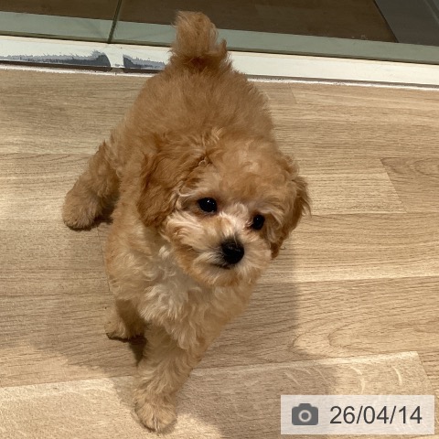 東京都のトイプードル(トイ) (ペットプラス 東久留米店/2026年1月15日生まれ/男の子/アプリコット)の子犬の4枚目の画像