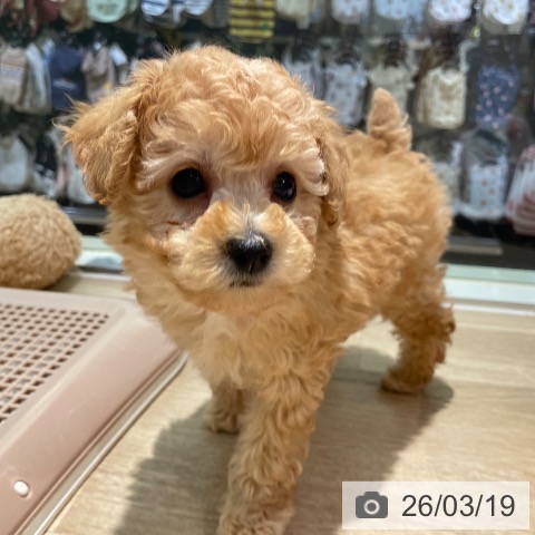 東京都のトイプードル(トイ) (ペットプラス 東久留米店/2026年1月15日生まれ/男の子/アプリコット)の子犬の3枚目の画像