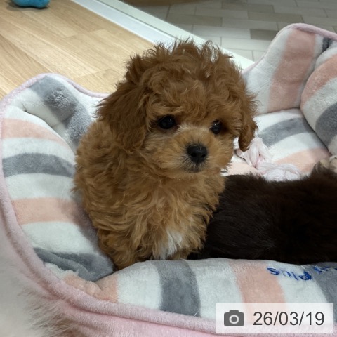 トイ・プードルの写真