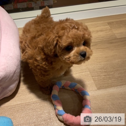 トイ・プードルの写真