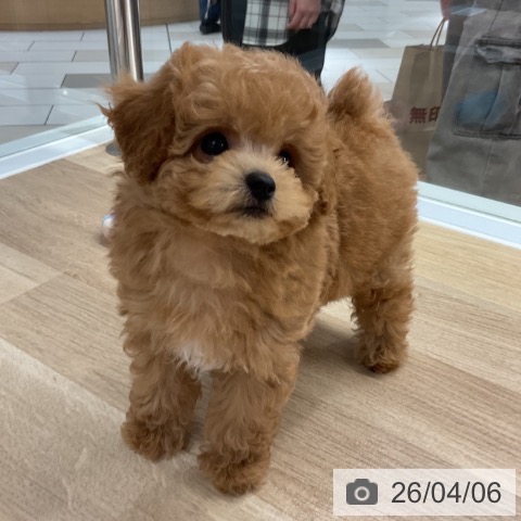 神奈川県のトイプードル(トイ) (ペットプラス 湘南平塚店/2026年1月15日生まれ/男の子/アプリコット)の子犬の4枚目の画像