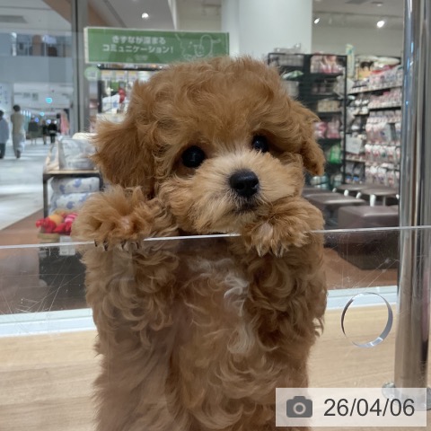 神奈川県のトイプードル(トイ) (ペットプラス 湘南平塚店/2026年1月15日生まれ/男の子/アプリコット)の子犬の3枚目の画像
