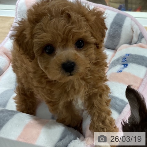 トイ・プードルの写真